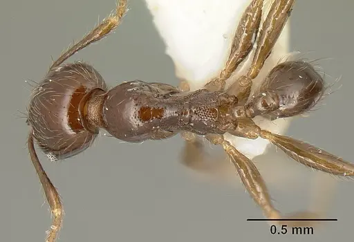 Pheidole walkeri - CASENT0610099