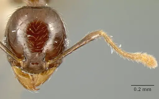 Pheidole walkeri - CASENT0610099