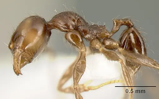 Pheidole walkeri - CASENT0610099