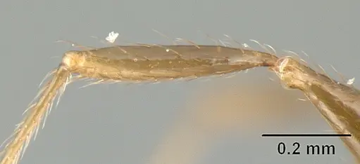 Pheidole walkeri - CASENT0610099