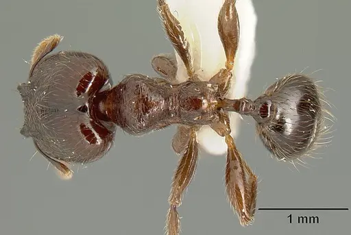 Pheidole walkeri - CASENT0610100