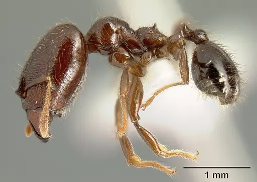 Pheidole walkeri - CASENT0610100