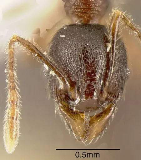 Pheidole walkeri - CASENT0635435
