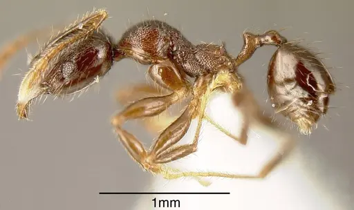 Pheidole walkeri - CASENT0635435