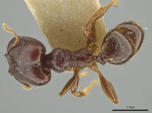 Pheidole walkeri - CASENT0645893