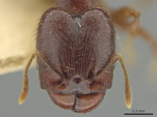 Pheidole walkeri - CASENT0645893