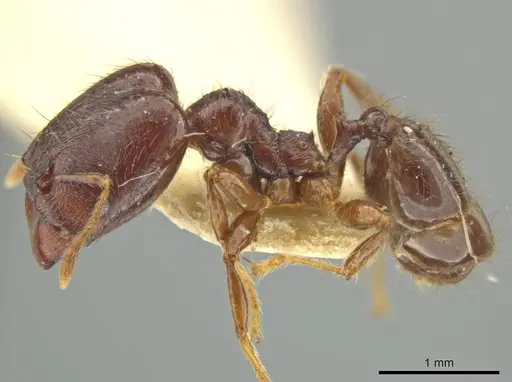 Pheidole walkeri - CASENT0645893