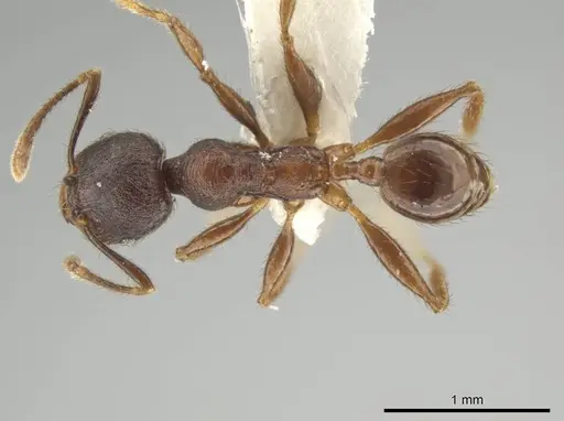 Pheidole walkeri - CASENT0646283