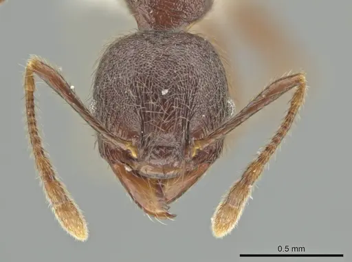 Pheidole walkeri - CASENT0646283