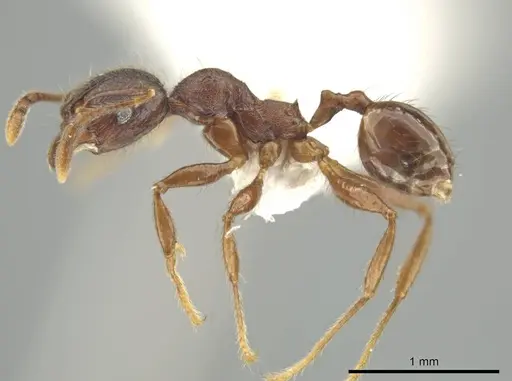 Pheidole walkeri - CASENT0646283