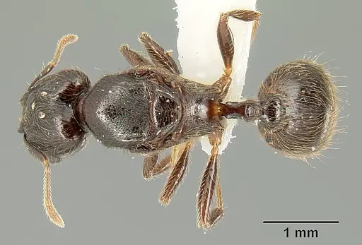 Pheidole walkeri - INBIOCRI001237436