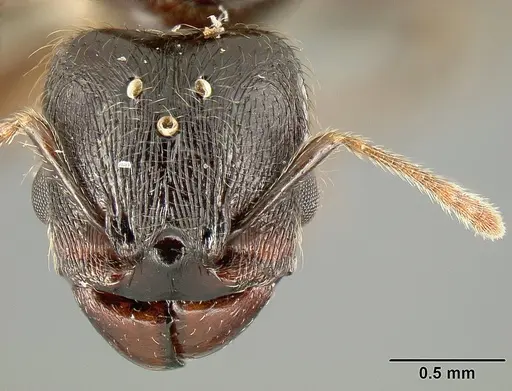Pheidole walkeri - INBIOCRI001237436