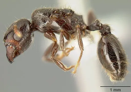 Pheidole walkeri - INBIOCRI001237436