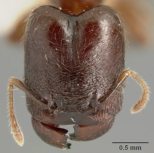Pheidole walkeri - INBIOCRI002279566