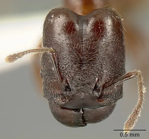 Pheidole walkeri - INBIOCRI002279567