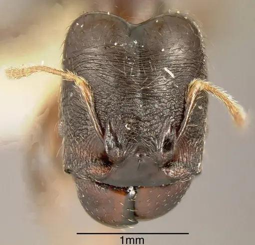Pheidole walkeri - INBIOCRI002279568
