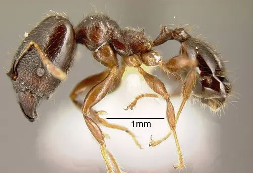 Pheidole walkeri - INBIOCRI002279568