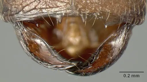 Pheidole walkeri - INBIOCRI002279571