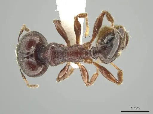 Pheidole walkeri - JTLC000016391