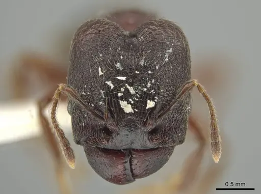 Pheidole walkeri - JTLC000016391