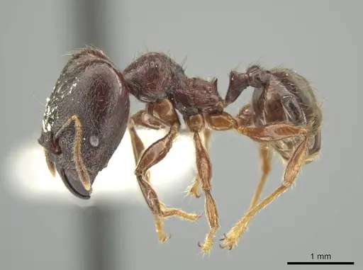 Pheidole walkeri - JTLC000016391
