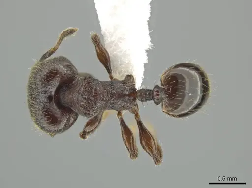 Pheidole wardi specimen