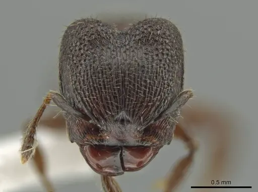 Pheidole wardi specimen