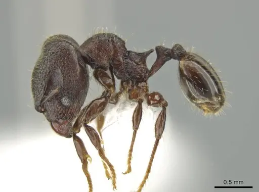 Pheidole wardi specimen