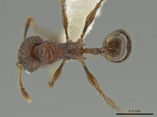 Pheidole wardi - CASENT0617188