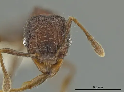 Pheidole wardi - CASENT0617188