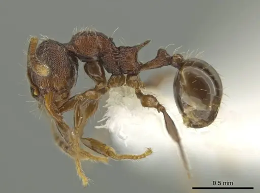 Pheidole wardi - CASENT0617188
