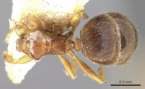 Pheidole watsoni specimen