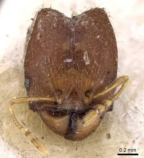 Pheidole watsoni specimen