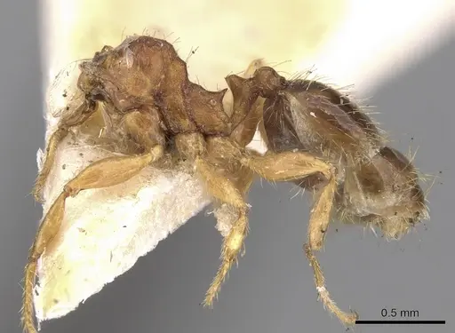 Pheidole watsoni specimen