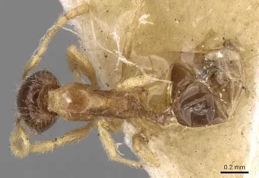 Pheidole watsoni - CASENT0281699