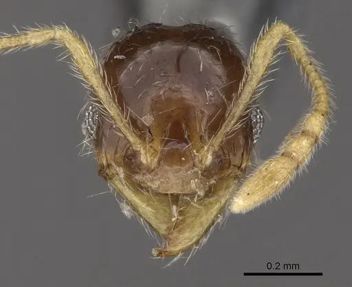 Pheidole watsoni - CASENT0281699