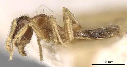 Pheidole watsoni - CASENT0281699