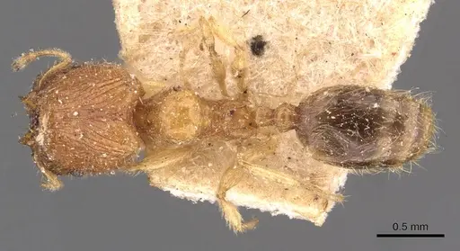 Pheidole watsoni - CASENT0908005