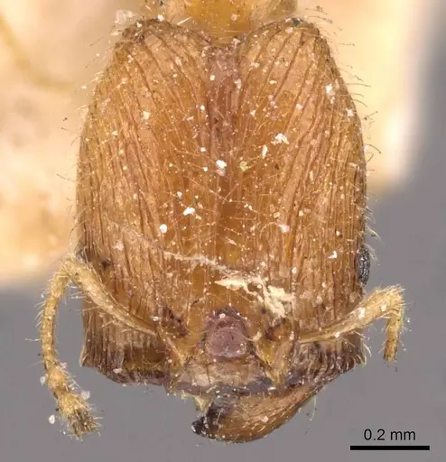 Pheidole watsoni - CASENT0908005
