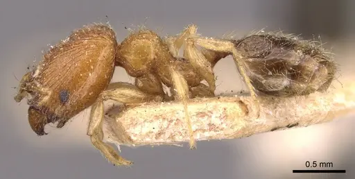 Pheidole watsoni - CASENT0908005