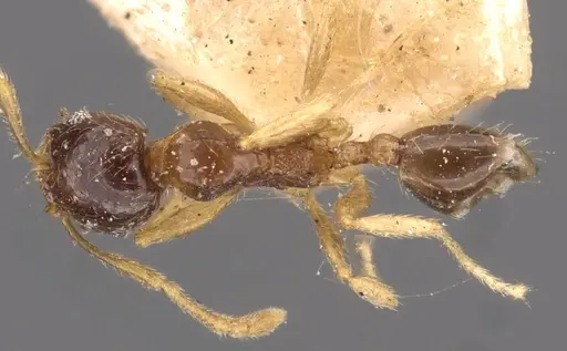 Pheidole watsoni - CASENT0908006