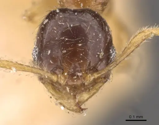 Pheidole watsoni - CASENT0908006