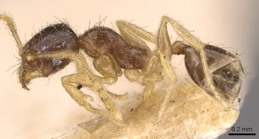 Pheidole watsoni - CASENT0908006