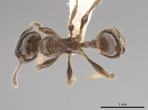 Pheidole weiseri specimen