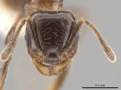 Pheidole weiseri specimen