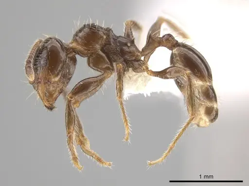 Pheidole weiseri specimen
