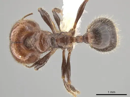 Pheidole weiseri - CASENT0624270