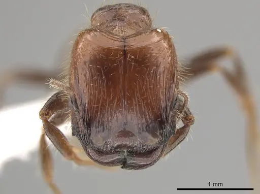 Pheidole weiseri - CASENT0624270
