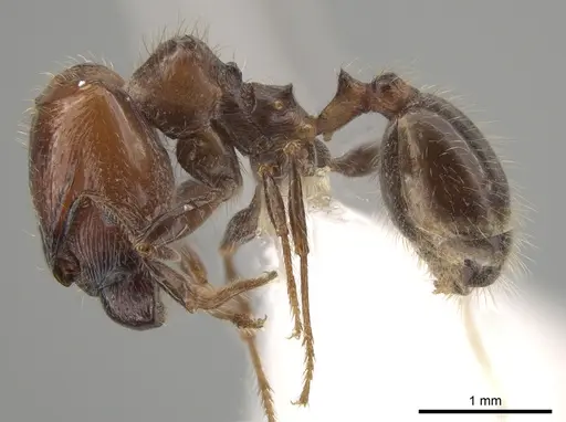 Pheidole weiseri - CASENT0624270