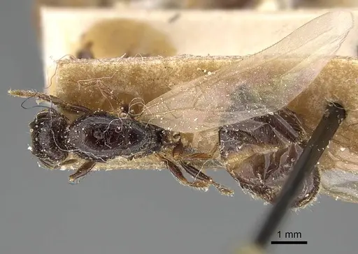 Pheidole weiseri - CASENT0922372
